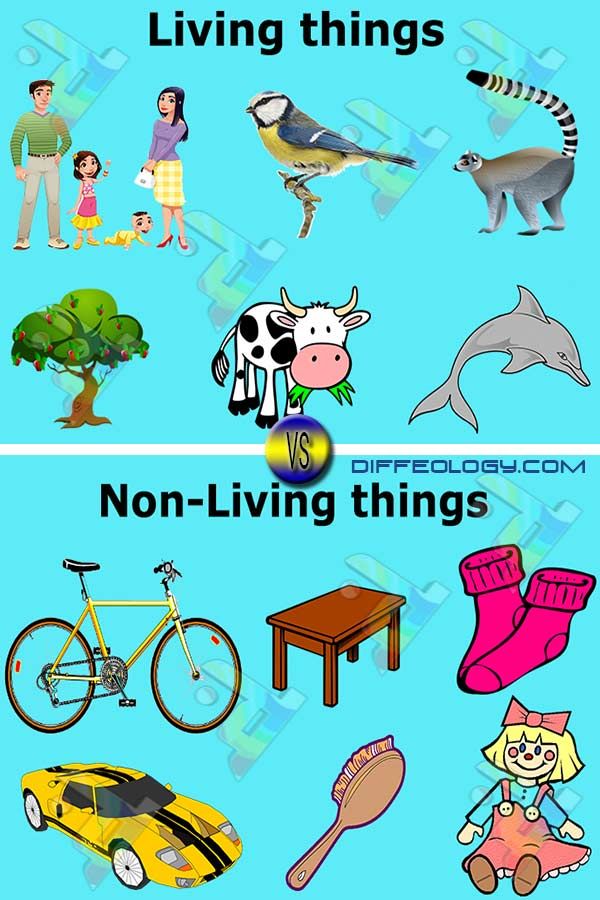 Living Things and Non-Living Thing